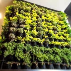 vertical-garden